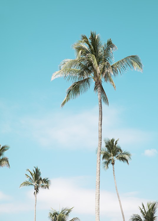 Miami Beach Palms Plakat / Tropiki w Desenio AB (10764)